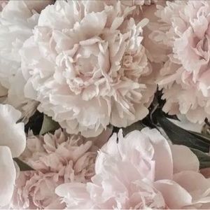 Meet your Posher, Bunny